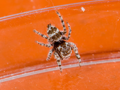 Pseudomogrus albocinctus