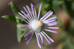 Ruschia recurva