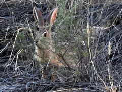 Lepus saxatilis