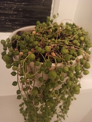Curio rowleyanus