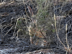 Lepus saxatilis