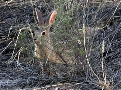 Lepus saxatilis