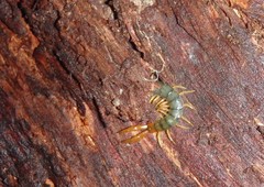 Cormocephalus westwoodi