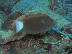 Acanthurus thompsoni