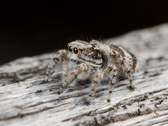 Pseudomogrus albocinctus