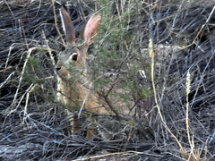 Lepus saxatilis