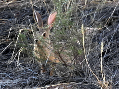 Lepus saxatilis
