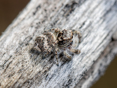 Pseudomogrus albocinctus