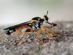Laphriini