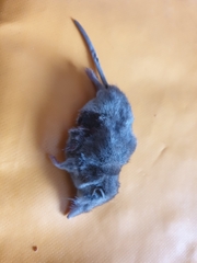 Crocidura suaveolens