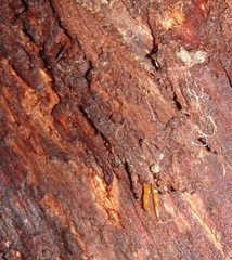 Cormocephalus westwoodi
