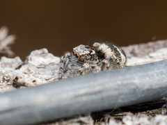 Pseudomogrus albocinctus