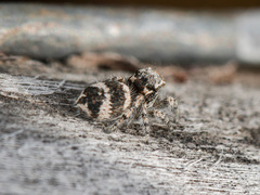 Pseudomogrus albocinctus