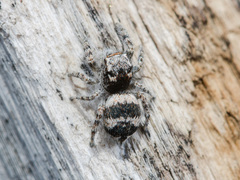 Pseudomogrus albocinctus