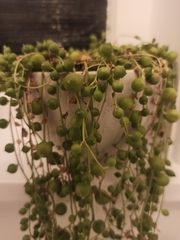 Curio rowleyanus