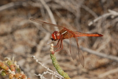 Crocothemis