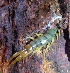Cormocephalus westwoodi