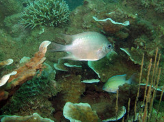 Amblyglyphidodon indicus