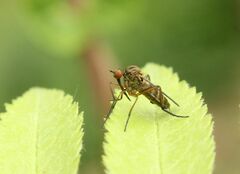 Empis