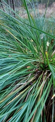 Carex paniculata