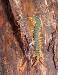 Cormocephalus westwoodi