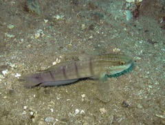 Amblygobius albimaculatus