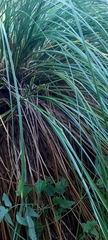 Carex paniculata
