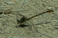 Ceratogomphus pictus