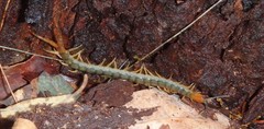 Cormocephalus westwoodi