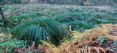 Carex paniculata