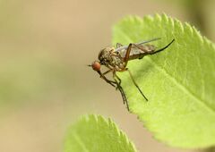 Empis