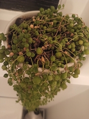 Curio rowleyanus