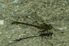 Ceratogomphus pictus