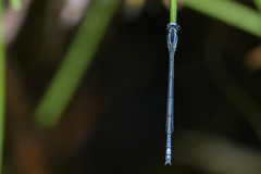Pseudagrion kersteni