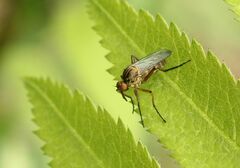 Empis