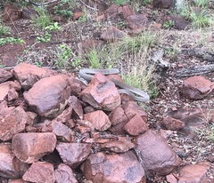 Dendroaspis polylepis