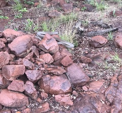 Dendroaspis polylepis