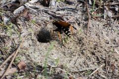 Parabatozonus lacerticida