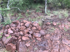 Dendroaspis polylepis