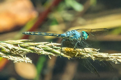 Trithemis stictica