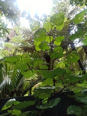 Piper excelsum excelsum