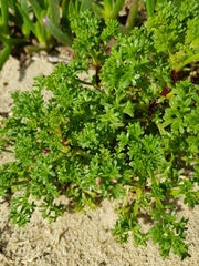 Artemisia campestris maritima