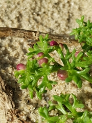Artemisia campestris maritima