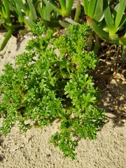 Artemisia campestris maritima