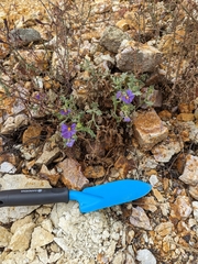 Solanum paposanum