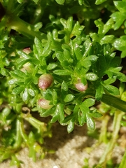 Artemisia campestris maritima