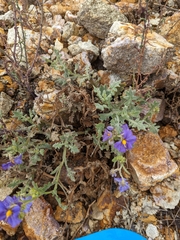 Solanum paposanum