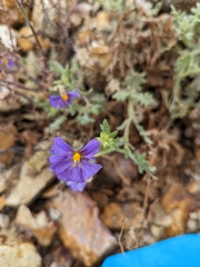 Solanum paposanum