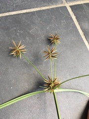 Cyperus congestus