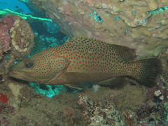 Anyperodon leucogrammicus